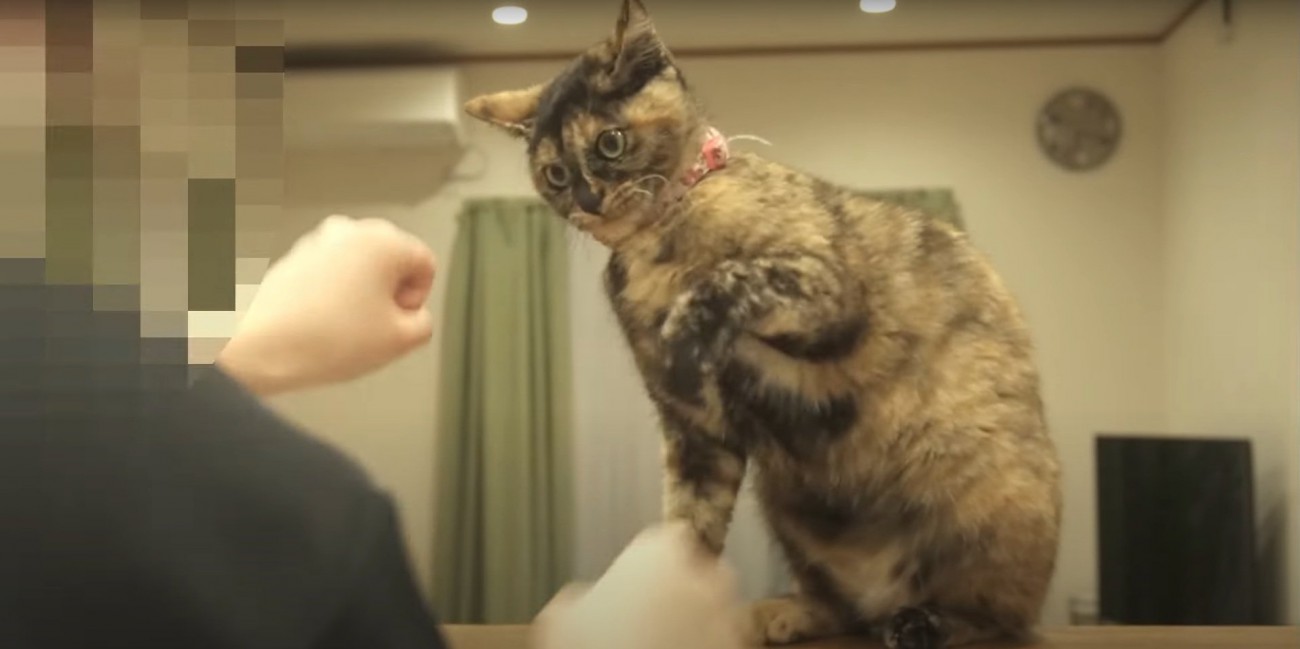 猫パンチするたっちゃん