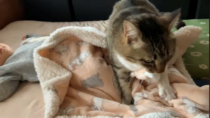 赤ちゃんにまたがったまま少し顔をあげてふみふみする猫