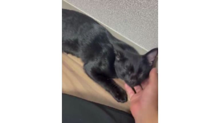 撫でられる猫