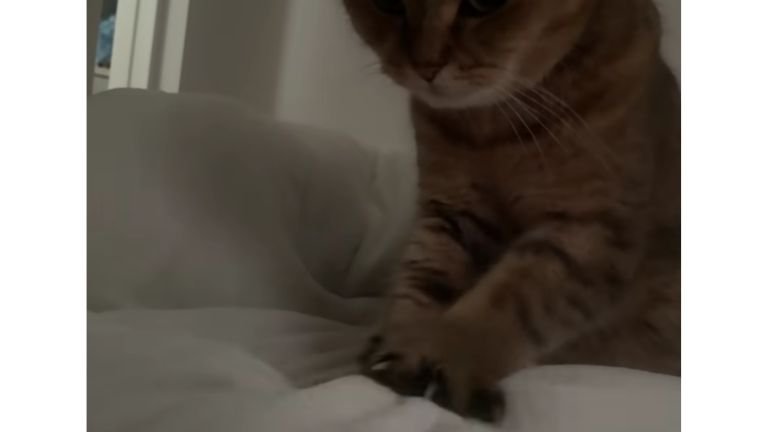 ベッドにいる猫