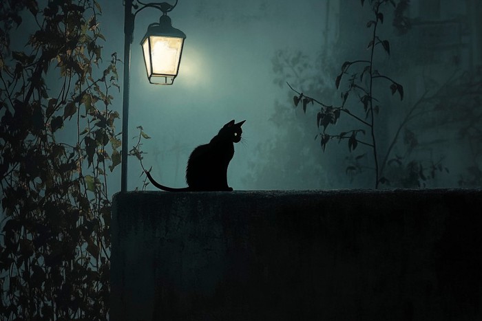 夜の街に佇む黒猫