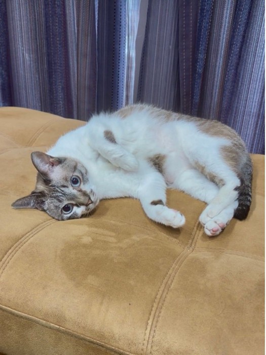 ソファでくつろぐ猫
