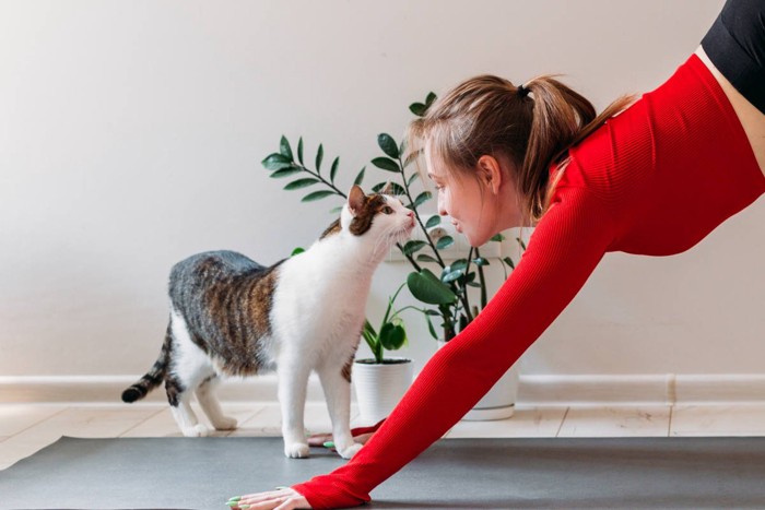 ヨガをする女性に近づく猫
