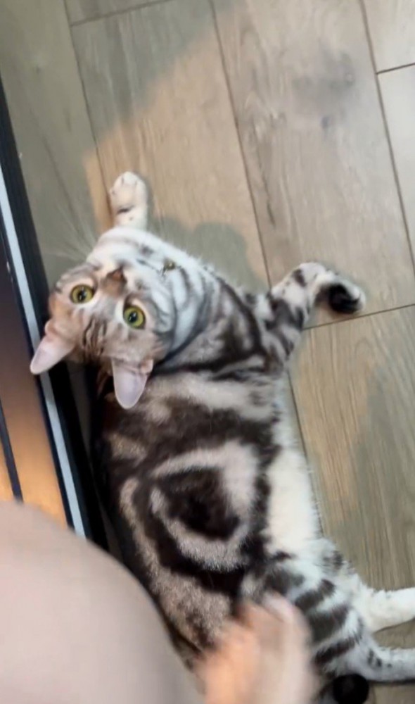 猫をまたぐ人間