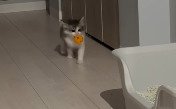 ボールを口にくわえているわさびくん