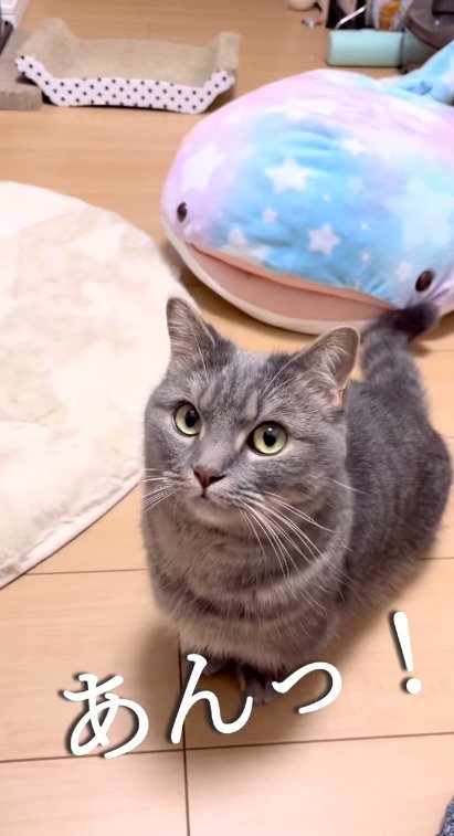 犬の鳴きマネをする飼い主たちを見つめる猫