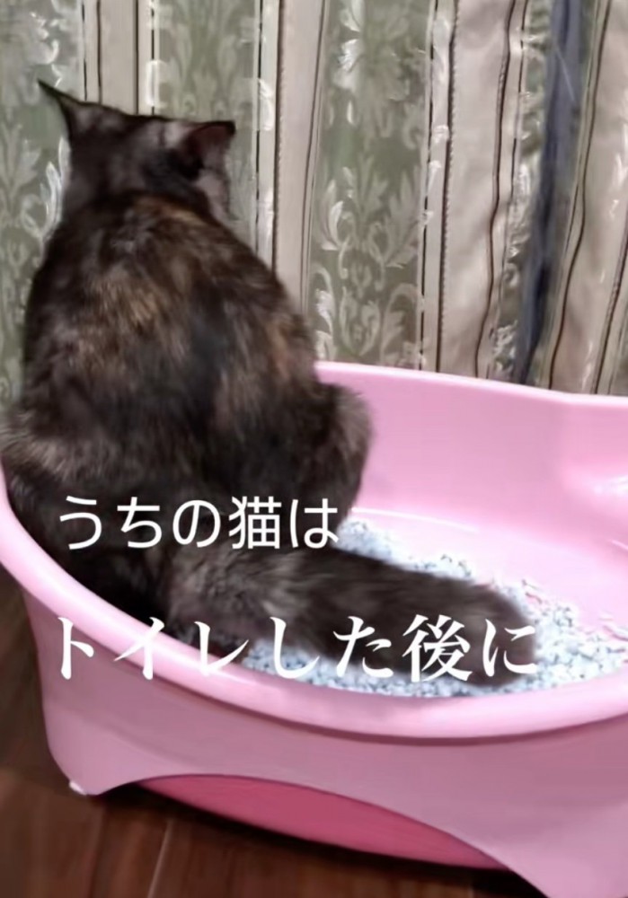 トイレ中の猫の後ろ姿