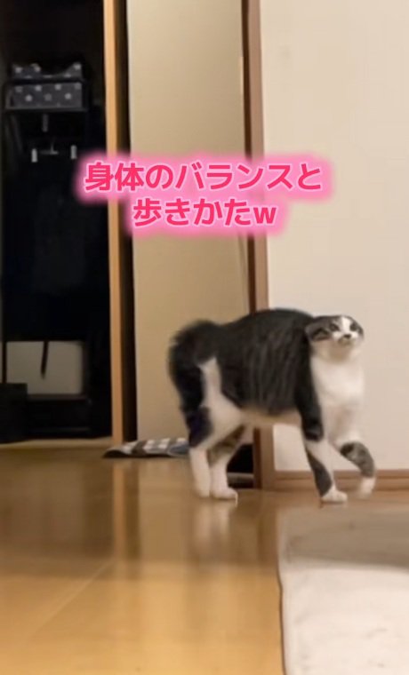 やんのかステップをしながら歩く興奮気味の猫