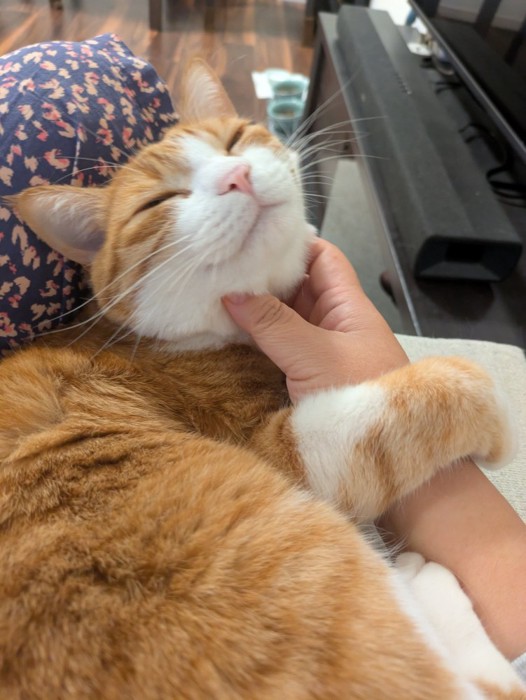 なでられる猫