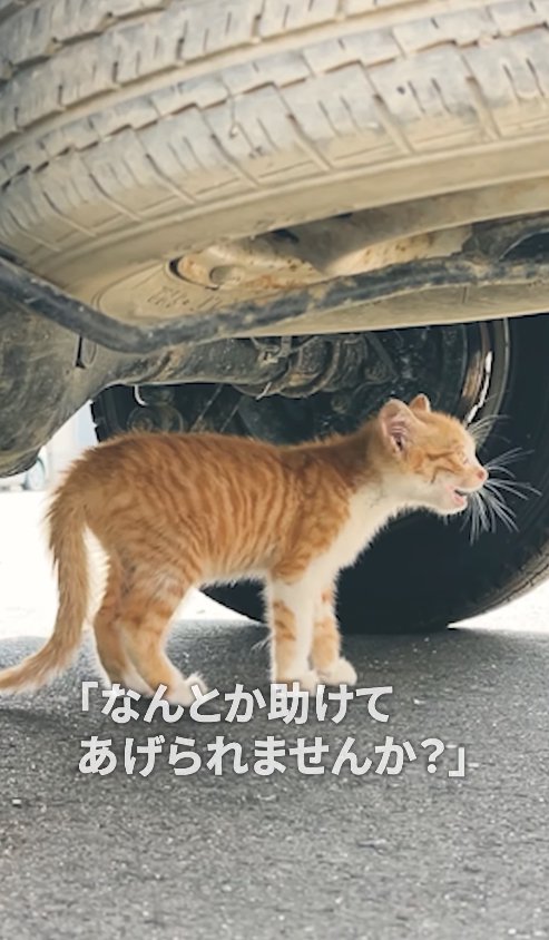 車の下で鳴いている子猫
