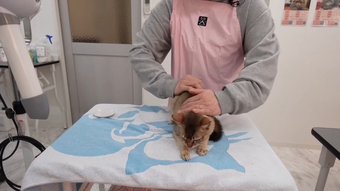 背中をなでられる猫