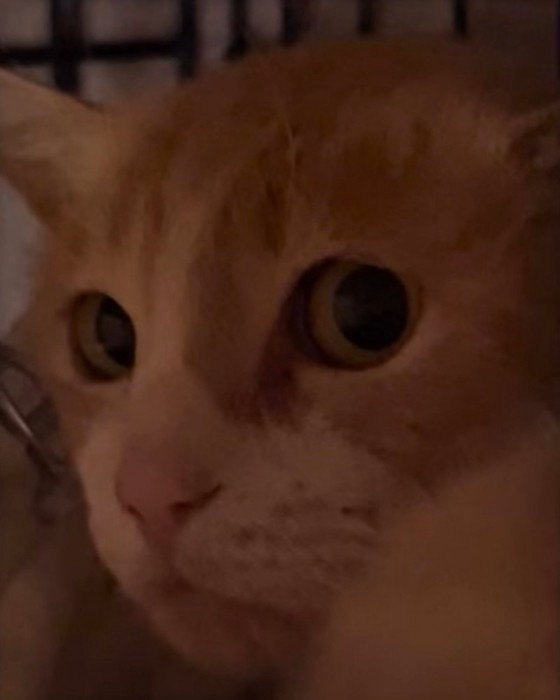 目を丸くしてカメラを見つめる猫