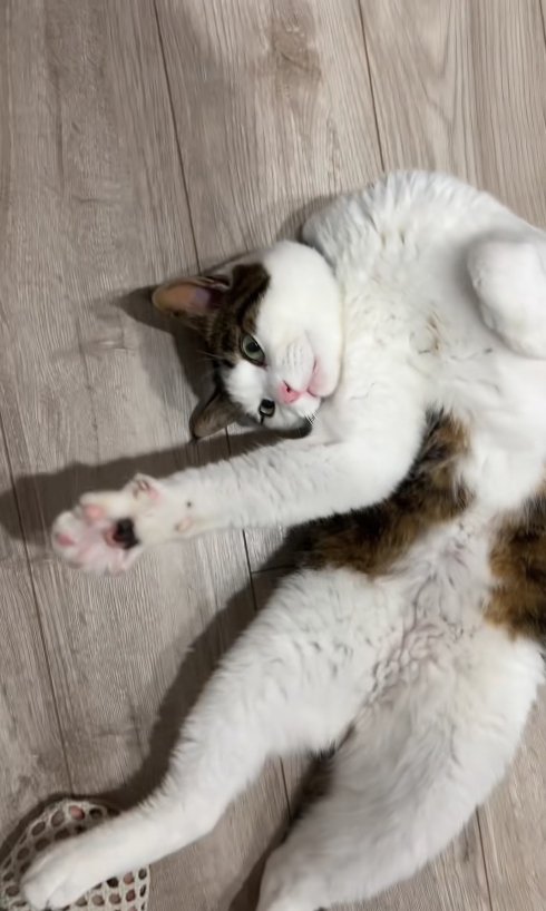 ひっくり返って体を曲げている猫