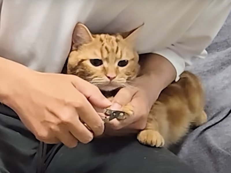 爪切りをされる猫