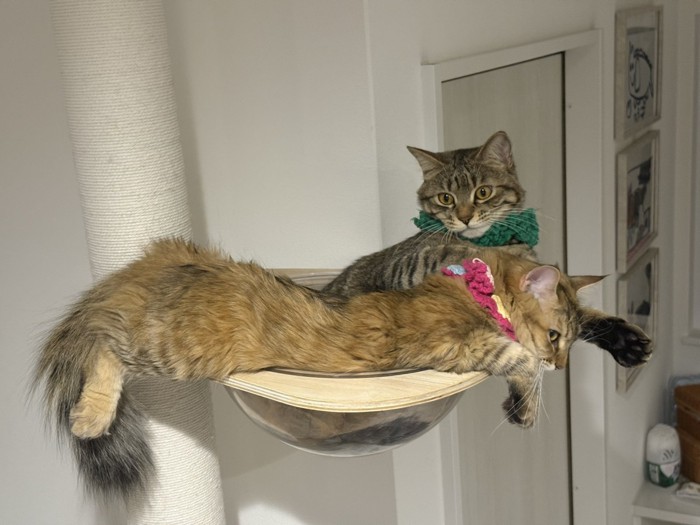 ルルちゃんとララちゃん