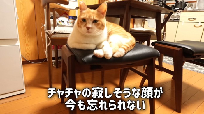 椅子の上で寂しそうに佇む茶白猫