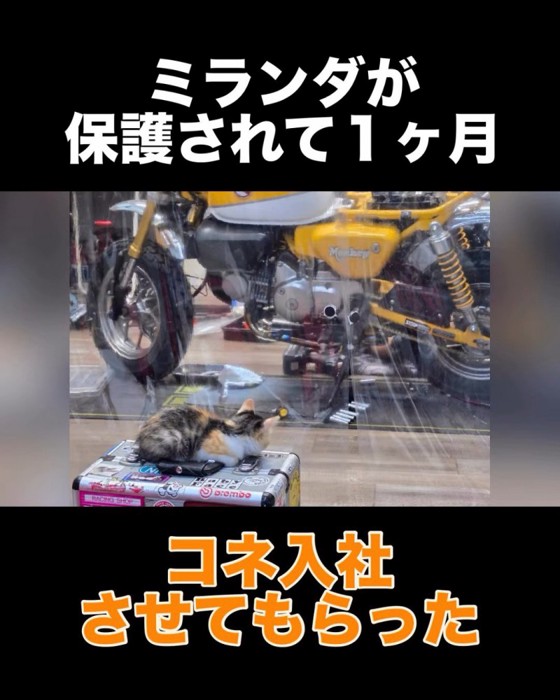 バイクを見る子猫