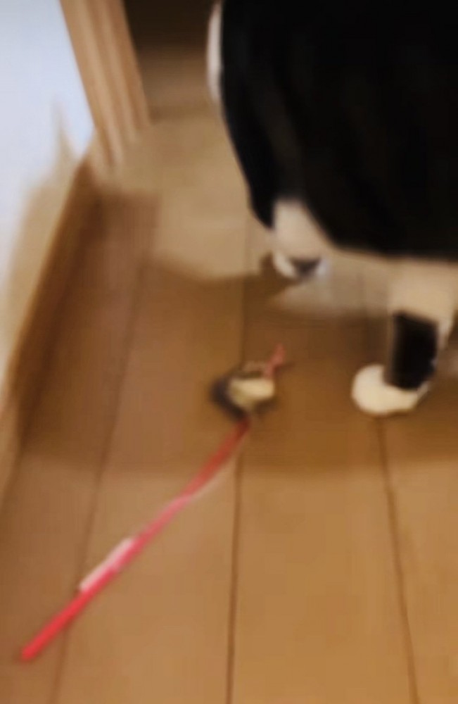 投稿主さんをおびき出そうとしておもちゃを持ってきた保護猫