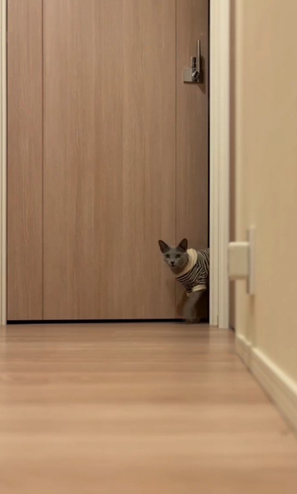 猫がドアから出てくる