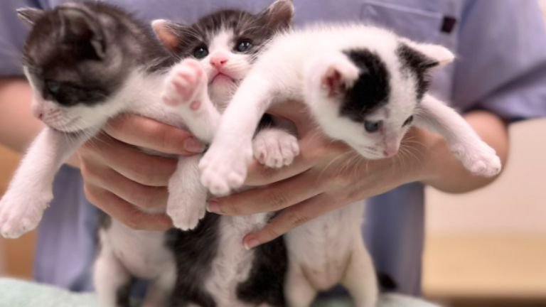 抱かれている子猫たち