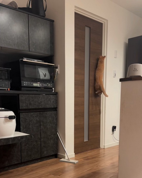 ドアレバーに乗って立つ猫