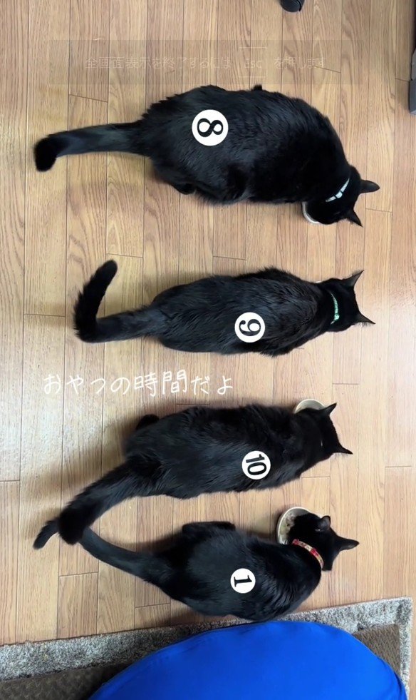 並んでおやつを食べている4匹の黒猫