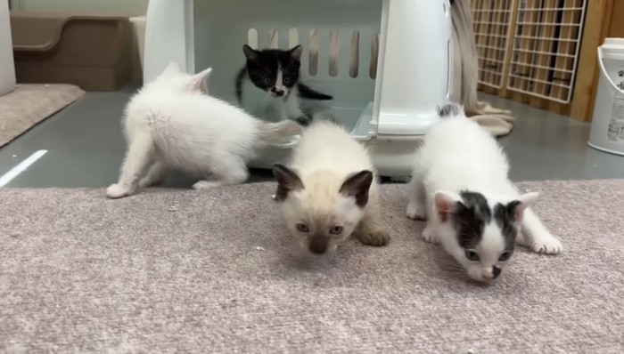 キャリーオープン