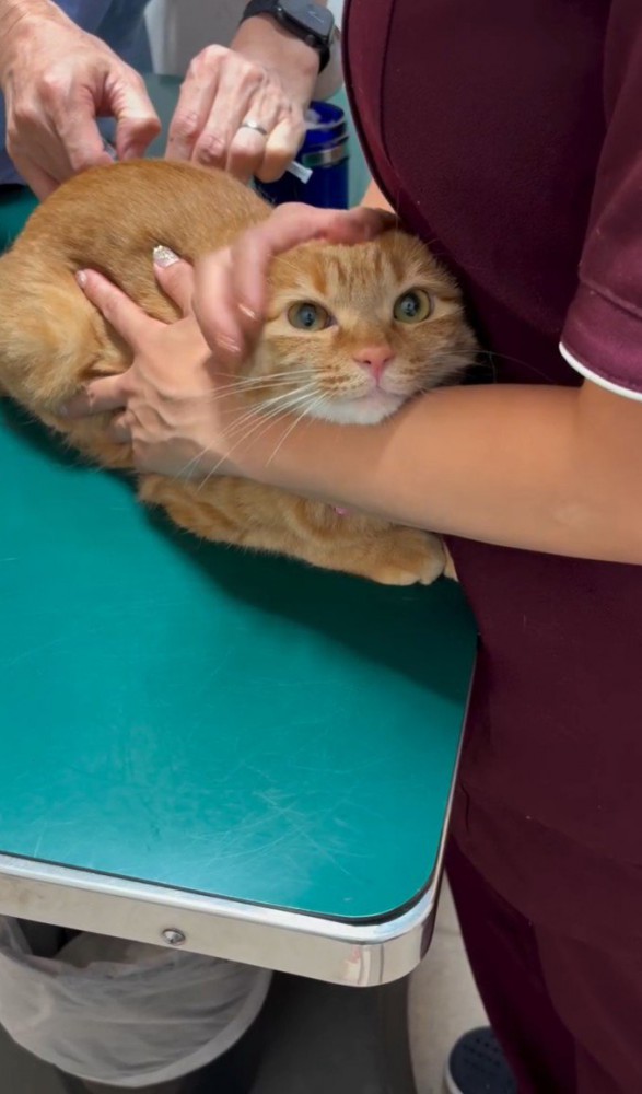 診察台上の茶トラ(注射中)