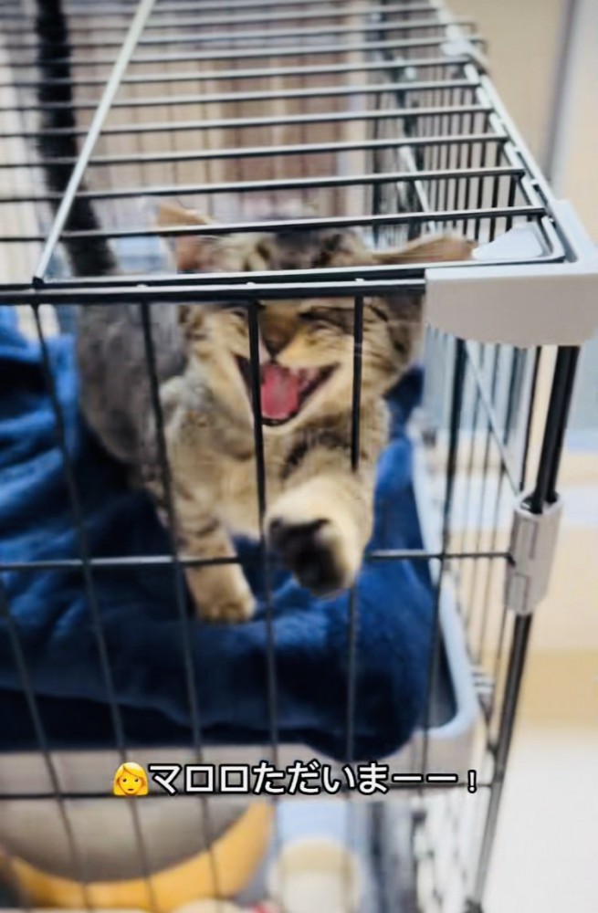 ケージの中で鳴く子猫