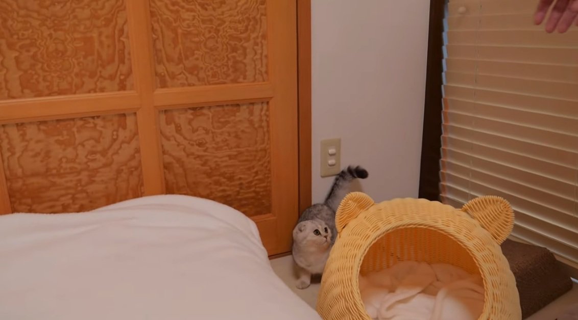 部屋の中を逃げるブリティッシュショートヘアの子猫