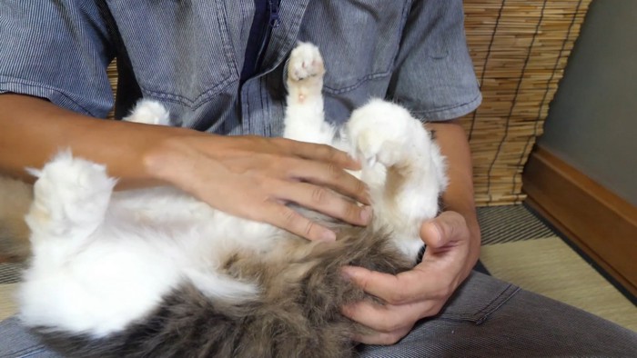 寝ている猫のお腹をなでている様子