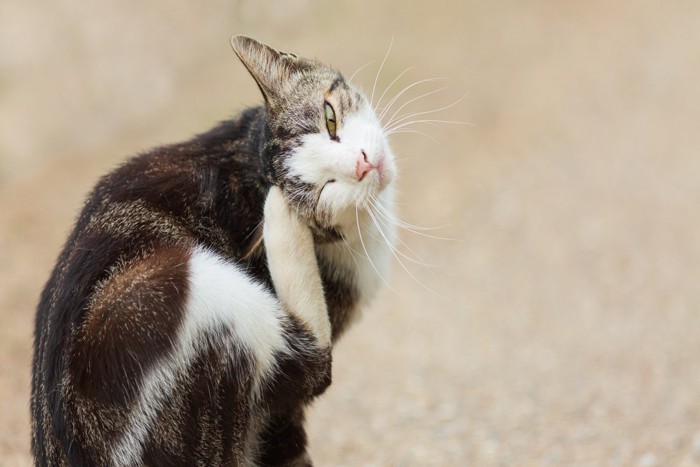 毛繕いをする猫