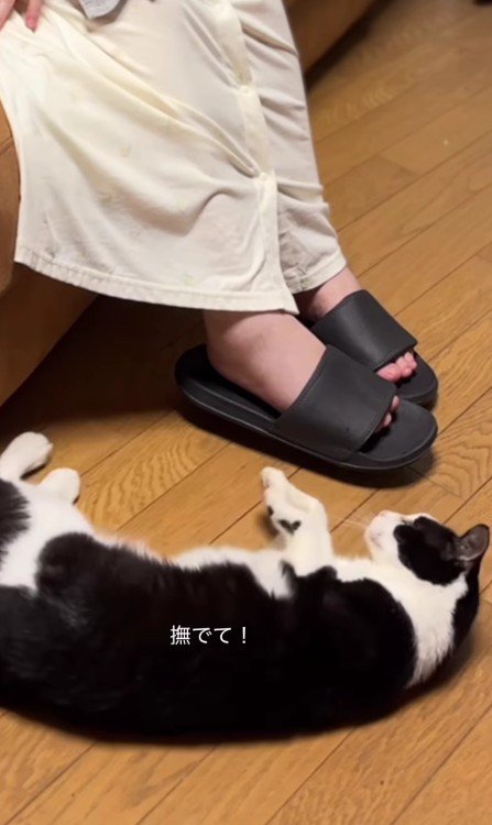 赤ちゃんを抱いた母親と猫