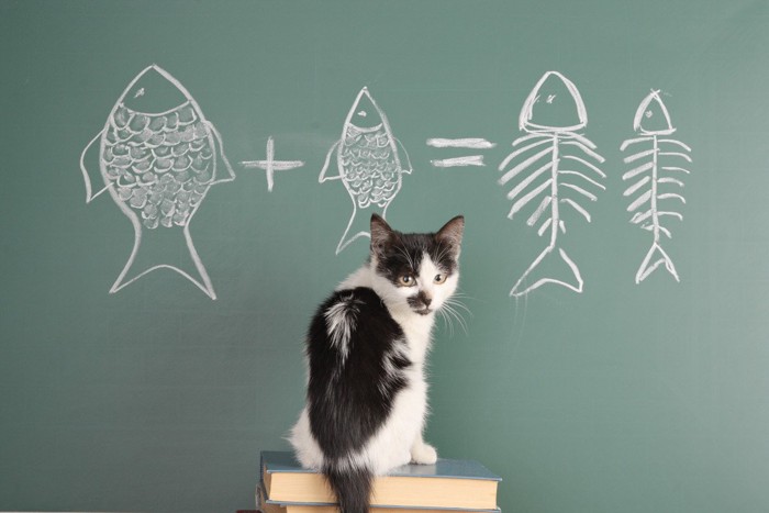 魚が描かれた黒板と振り返る猫