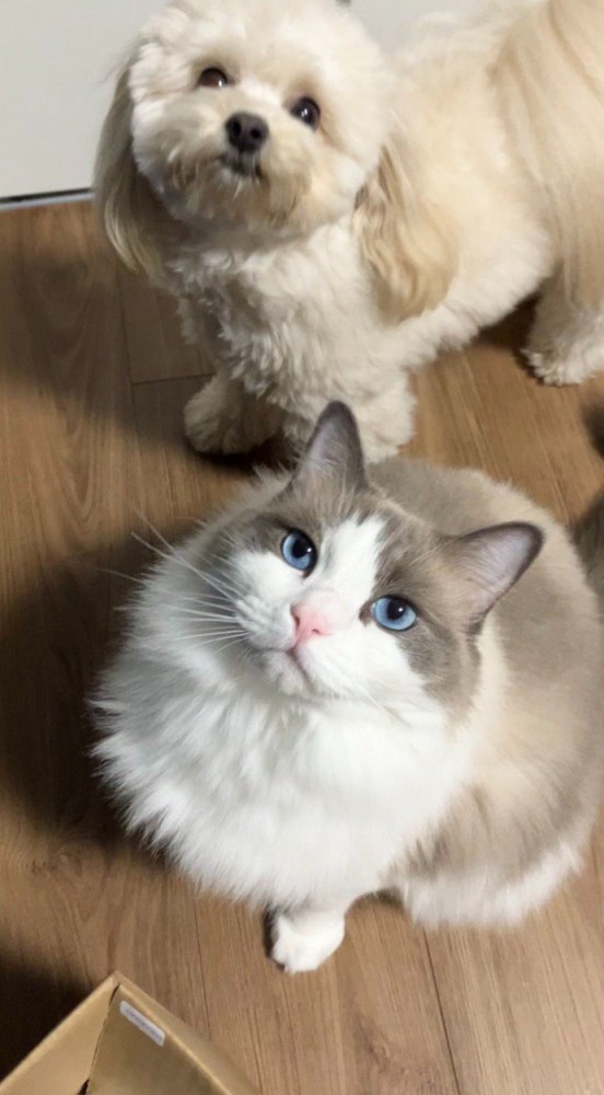 犬猫がおやつを待っている