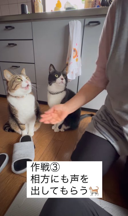 手を差し出されているお座りをしたサバトラハチワレ