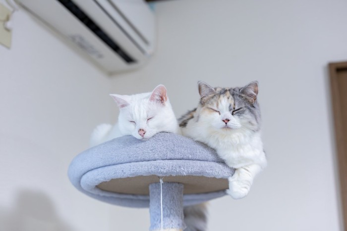 キャットタワーでくつろぐ猫