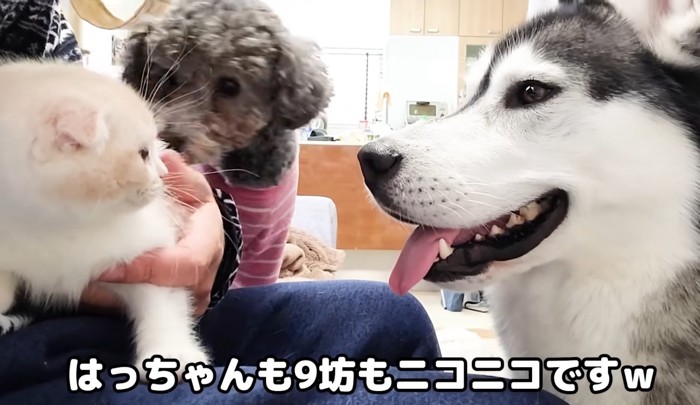 子猫を見つめる犬2匹