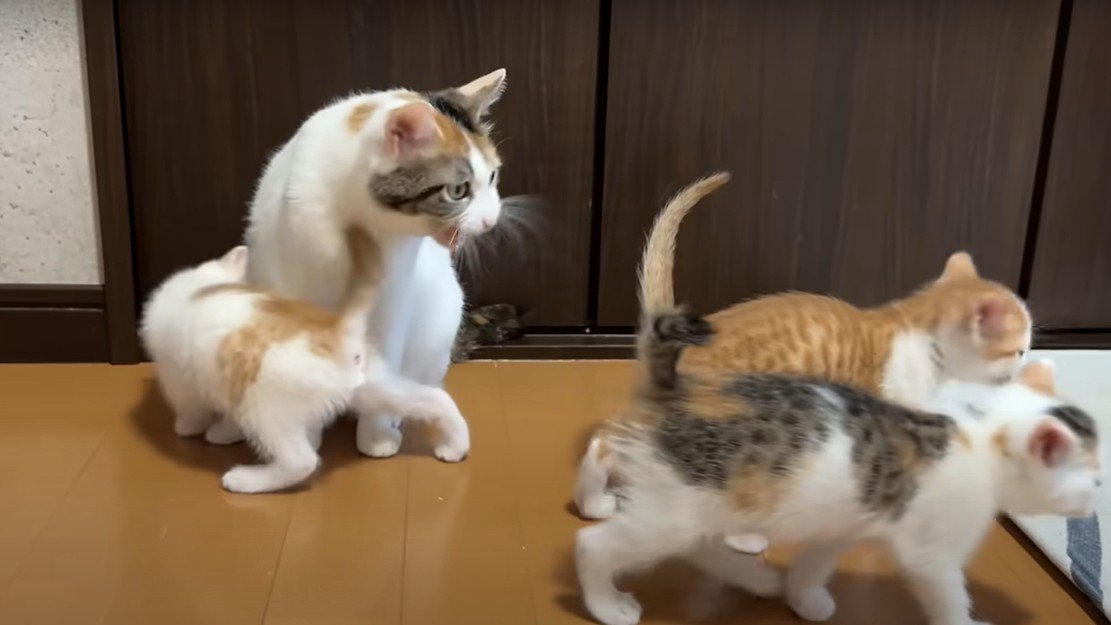 去っていく子猫たちと様子を見る母猫