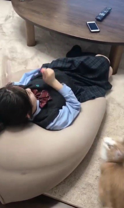 猫じゃらしで遊ぶ女の子と猫