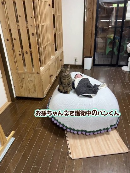 赤ちゃんが寝る布団のそばに座っている猫