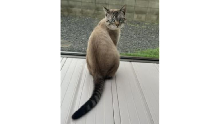 室内にいる猫