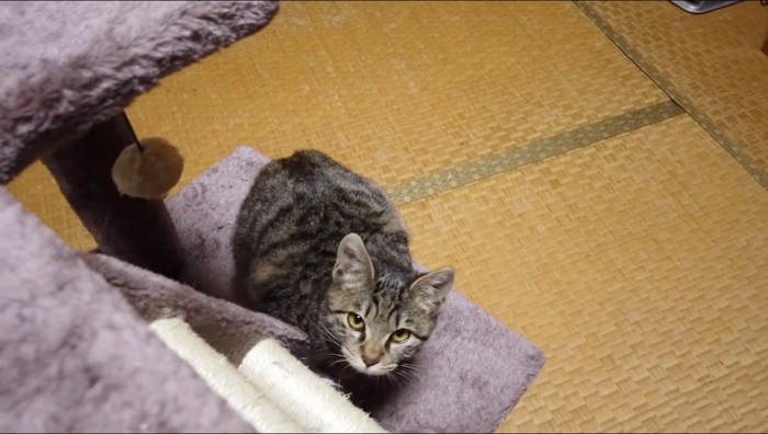 飼い主を見つめる猫