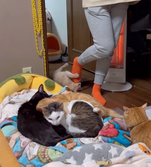 たくさんの猫さん