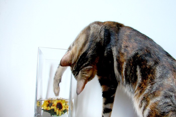 水の中の花に触ろうとする猫