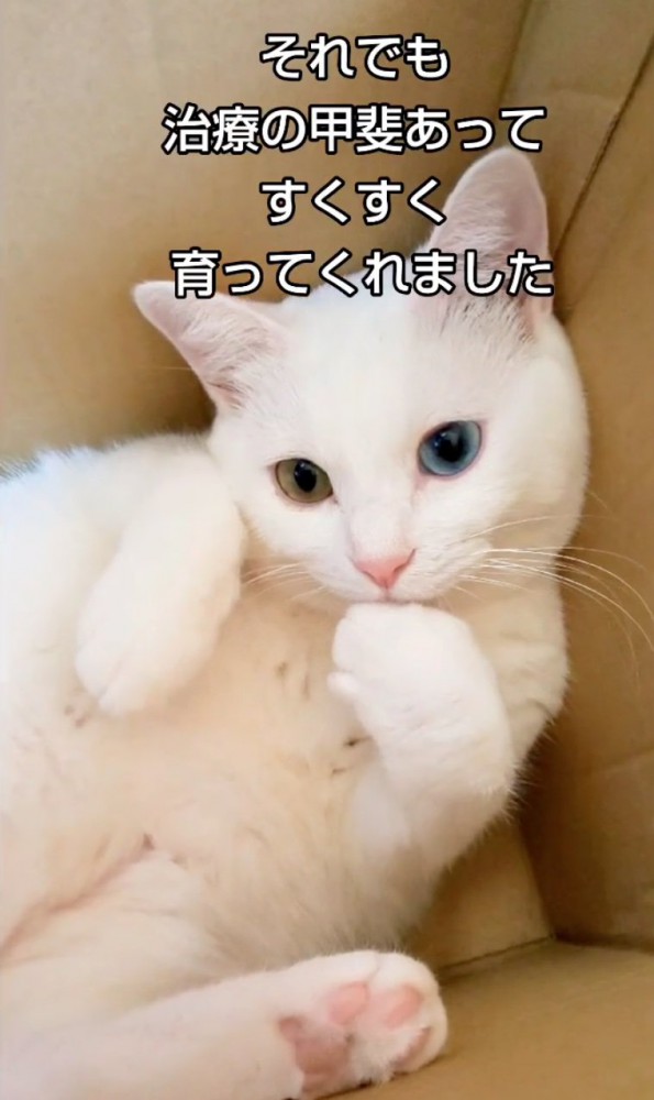 お腹を見せる猫