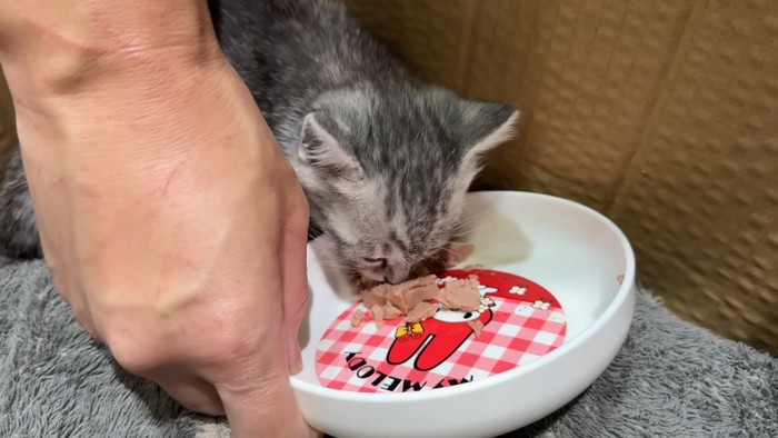 お皿からフードを食べる子猫