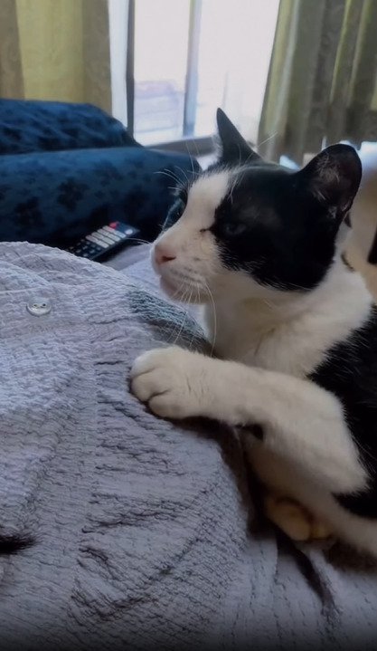 お腹に手を添える猫