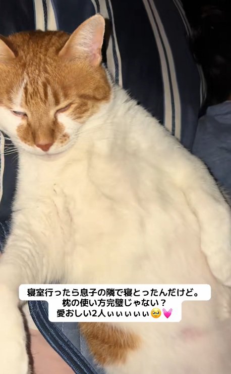 枕に頭を乗せて寝ている猫