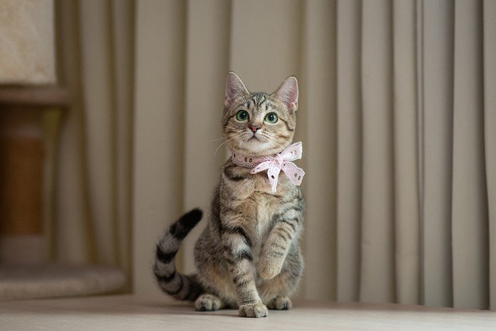 リボンをつけた猫